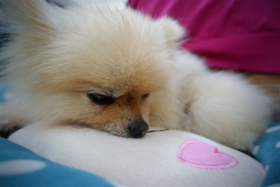 Close-up of dog resting