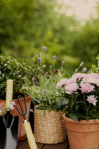 Different potted blooming flowers and herbs, gardening equipment on green garden trees background