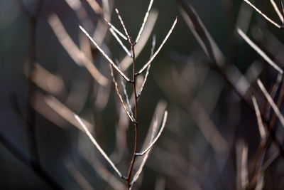 Close-up of plant