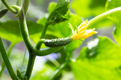 Close-up of insect on plant