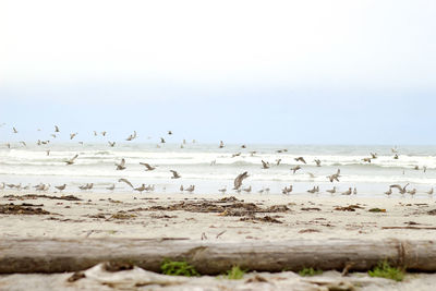 Birds on beach against sky, a flock of seagulls