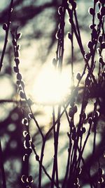 Close-up of plants hanging on tree