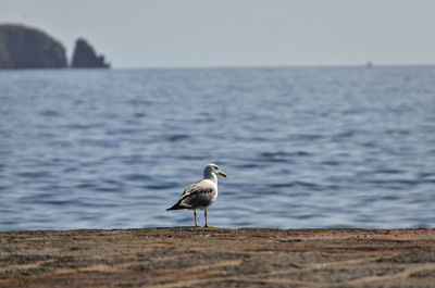 Bird perching on beach