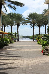 View of palm trees in park