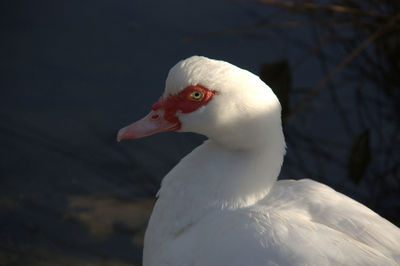 Close-up of swan