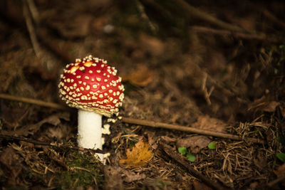 Close-up of fly agaric mushroom on field