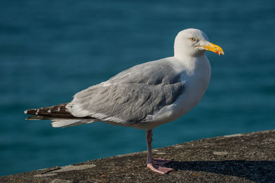 Close-up of seagull perching on wall