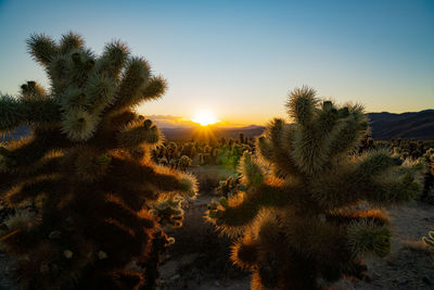 Cacti growing on field against sky during sunset