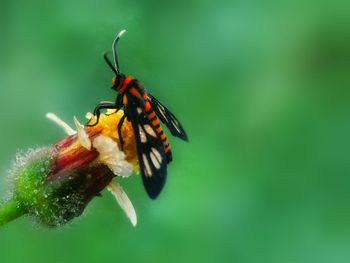 Close-up of insect on red flower