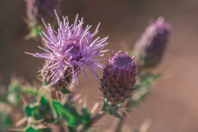 Close-up of thistle flower