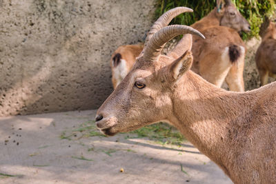 Close-up of deer