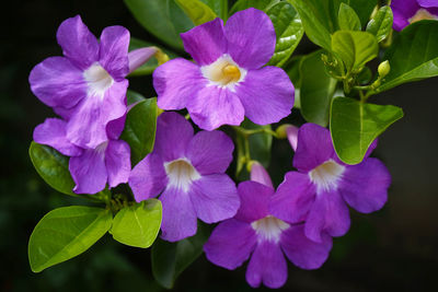 Close-up of purple flowering plants