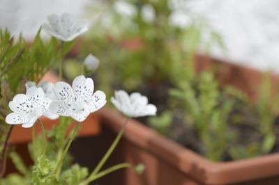 Close-up of white flowers