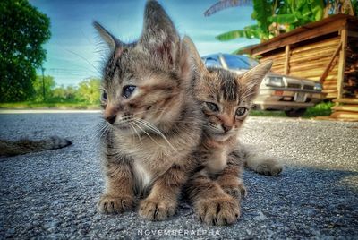 Portrait of kitten in car