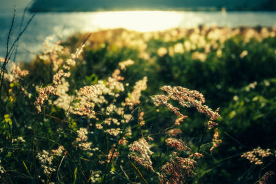 Close-up of plant on field