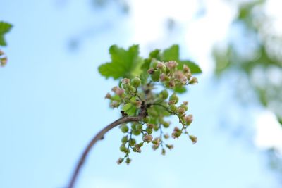 Low angle view of flowering plant