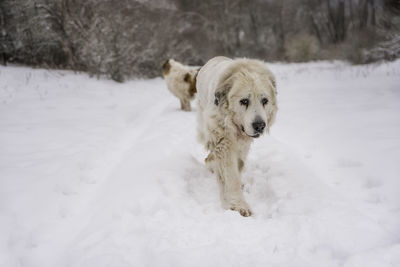 Portrait of dog on snow