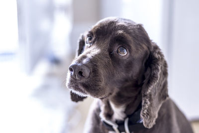 Close-up of dog