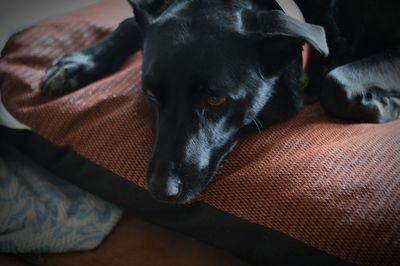 Portrait of dog lying on bed