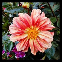 Close-up of pink daisy flower