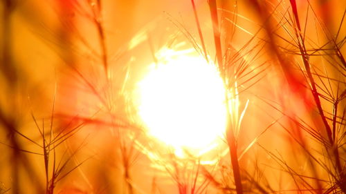 Sun shining through plants