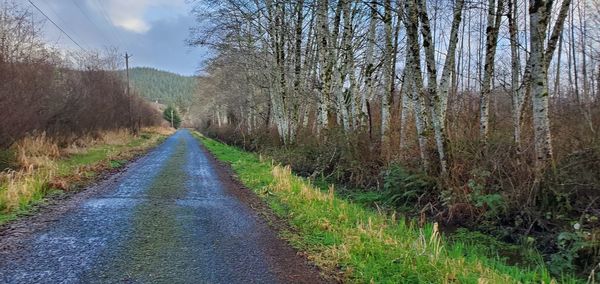 Empty road amidst trees in forest