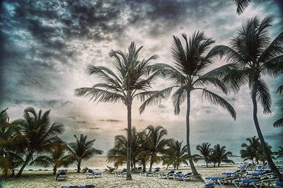 Palm trees against cloudy sky