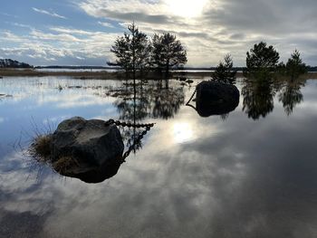 Reflection of tree on a lake