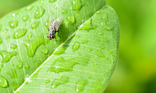 Close-up of insect on leaf