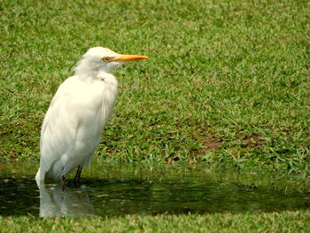 Close-up of heron on lake