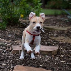 Portrait of dog on field