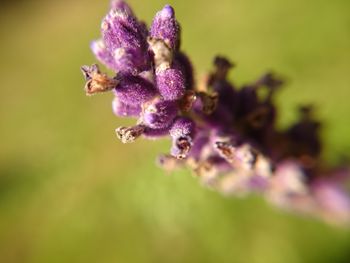 Close-up of bee on purple flower