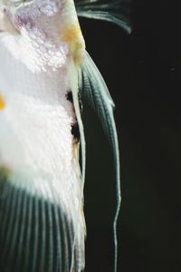 Close-up of white bird against black background