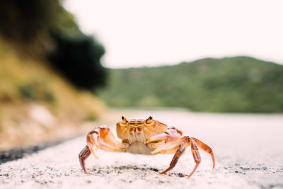 Close-up of crab on beach