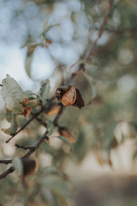 Close-up of almond tree