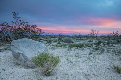 Close-up of plants against sky during winter