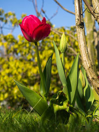 Close-up of flowering plant