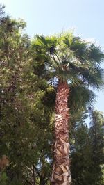 Low angle view of palm tree against clear sky