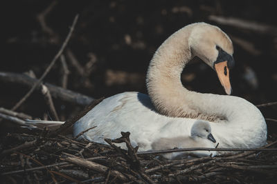 Close-up of swan in nest