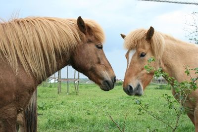 Close-up side view of horses