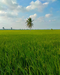 Scenic view of agricultural field against sky
