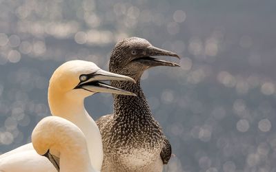 Close-up of northern gannets perching on water