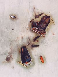 Close-up of dead animal