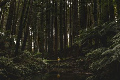 Person sitting in forest