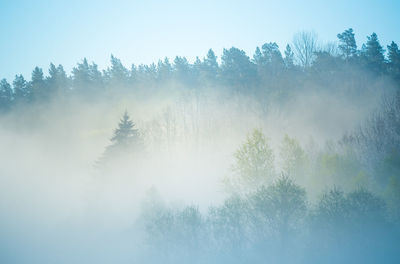 Low angle view of trees against sky during foggy weather