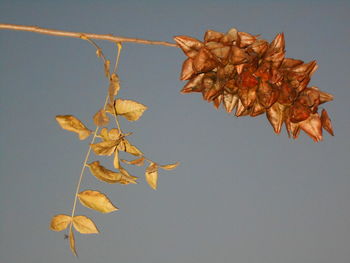 Close-up of leaves