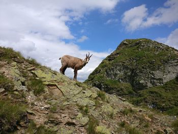 Low angle view of sheep on rock against sky