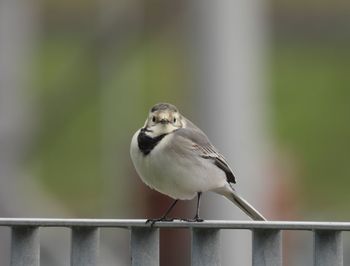 Close-up of bird perching on railing