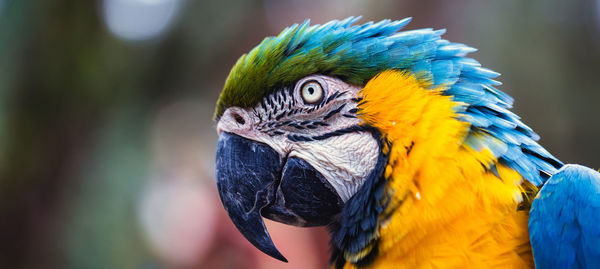 Close-up of a parrot