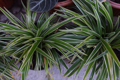 Close-up of hand holding plant